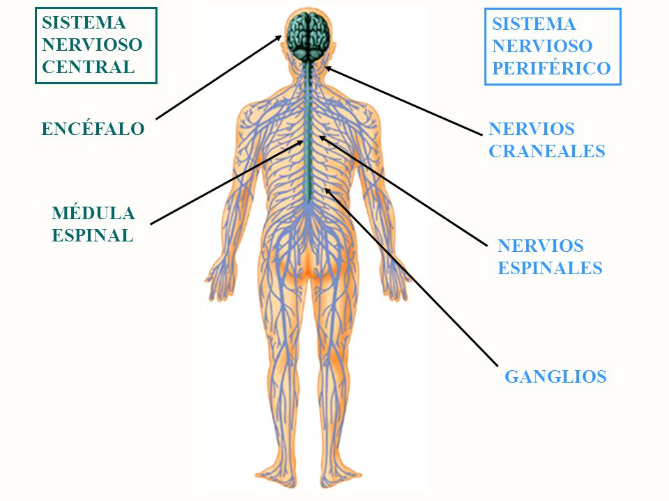 Sistema nervioso central MedlinePlus enciclopedia m dica